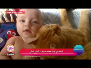 Por si no lo sabías: ¿por qué ronronean los gatos? | Sale el Sol
