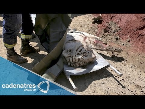 Tigre blanco mata a un hombre en Georgia tras escapar del zoológico