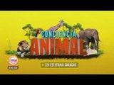 Conciencia Animal: ¡Conoce a los animales más peligrosos del mundo! | Sale el Sol