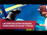 Lobos marinos de Atlantis llegan su nuevo hogar en Nayarit