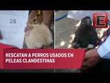 Rescatan a 32 perros que usaban en peleas clandestinas en la CDMX