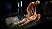 Выставка Body Worlds нашла новый дом