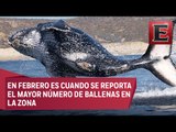 Avistamientos de ballenas en Baja California