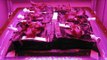 Astronautas de la EEI comen lechugas cultivadas en el espacio