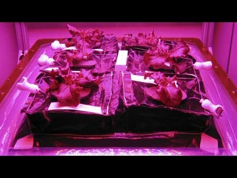 Astronautas de la EEI comen lechugas cultivadas en el espacio