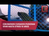 Trasladan a lobos marinos de la CDMX a Nayarit