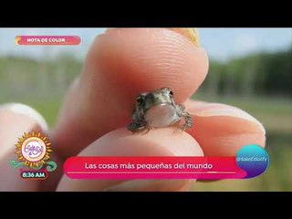 Nota de color: ¡Las cosas más pequeñas del mundo! | Sale el Sol