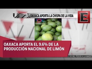 Empresas refresqueras codician el limón de Oaxaca