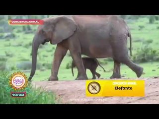 Conciencia Animal: ¡Las mejores mamás del reino animal! | Sale el Sol