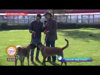 ¡Aprende a usar correctamente la correa para perro con Darwin! | Sale el Sol
