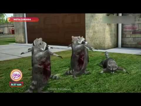 Nota curiosa: ¡Mapaches 'zombies' causan terror en Ohio! | Sale el Sol