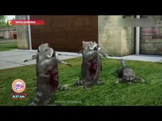 Nota curiosa: ¡Mapaches 'zombies' causan terror en Ohio! | Sale el Sol