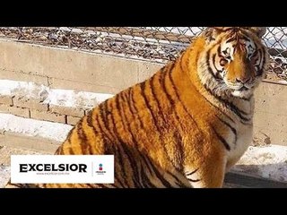 Los "Garfields" de la vida salvaje