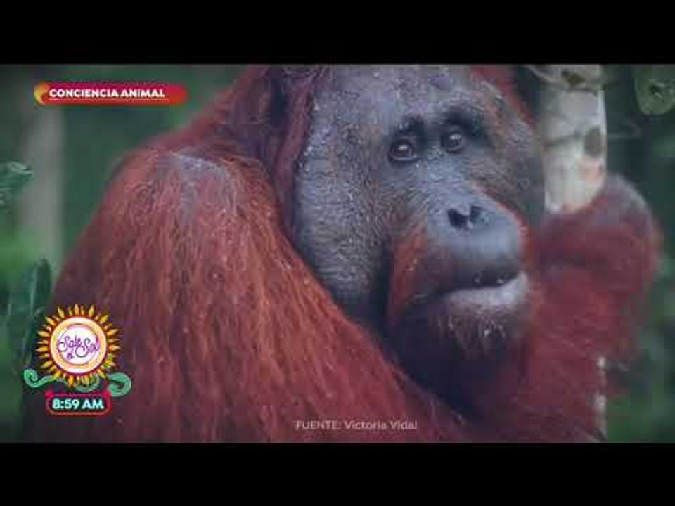 Conciencia animal: ¡especies en peligro de exti...