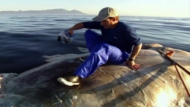 Il grimpe sur la carcasse d'une baleine alors qu'elle est entourée de grands requins blancs