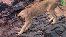 Ce lionceau sauvage joue avec une canette de bière