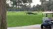 Un énorme alligator traverse un parcours de golf en Caroline du Sud... Sport dangereux