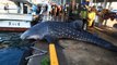 Ces pecheurs japonais remettent à l'eau un requin-baleine en utilisant un chariot élévateur