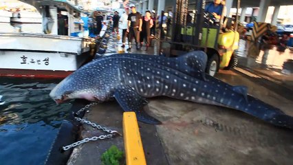 Download Video: Ces pecheurs japonais remettent à l'eau un requin-baleine en utilisant un chariot élévateur