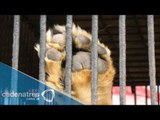 A refugio en EU animales 11 felinos y un coyote rescatados de circo en México