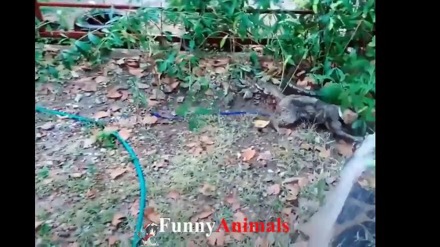♥Cute Cats and Kittens Doing Funny Things 2018♥ - Funny Cat compilation