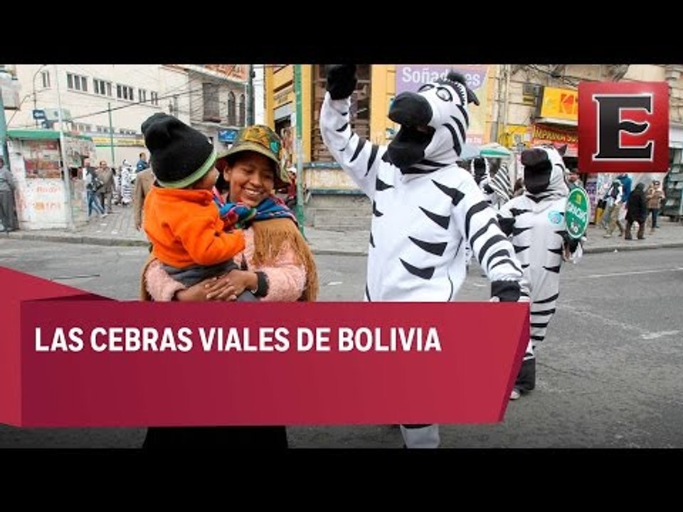 Cebras invaden las calles de Bolivia