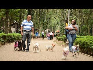 Envenenan a mascotas en parques de la Condesa