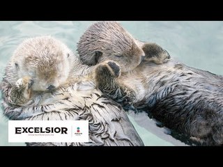 Las nutrias son seres muy tiernos