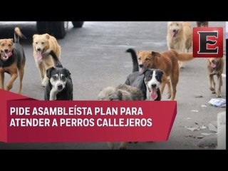 Urge plan para reducir perros callejeros en la CDMX