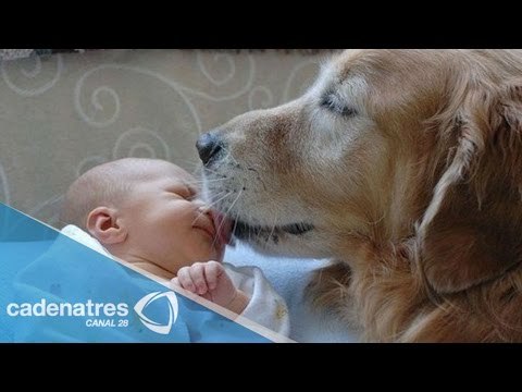 Mitos, alergias, mascotas y niños