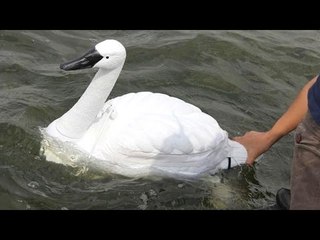 Cisnes robots en Singapur para 'medir' la calidad del agua