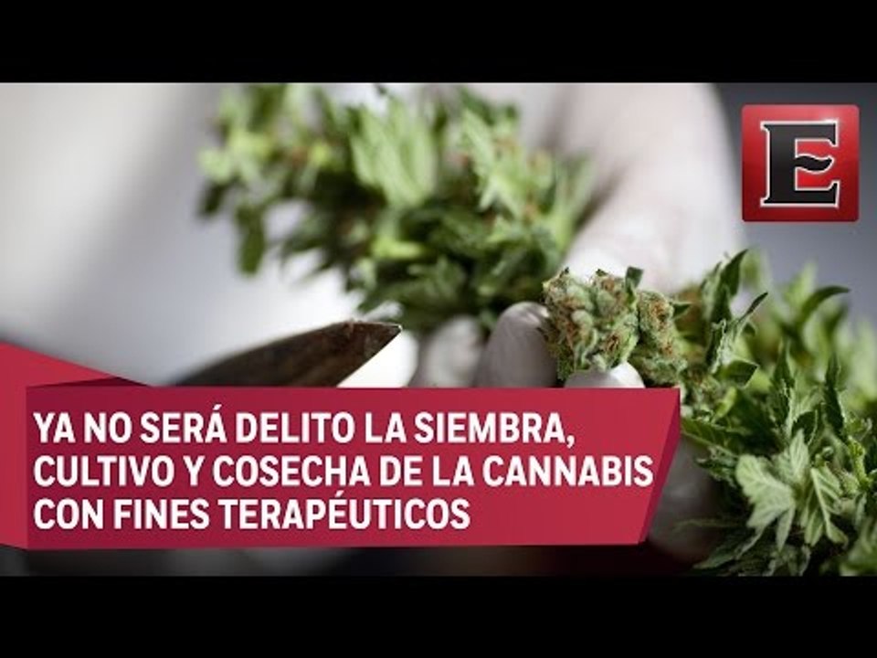 Diputados aprueban el uso de la mariguana con fines medicinales