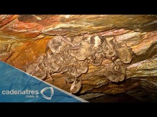 ¡De película! Visita la cueva de los murciélagos en Meztitlán, Hidalgo