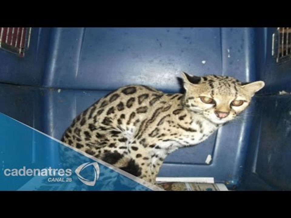 Rescate en Morelos de animales salvajes de unid...