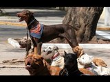 Habitantes reportan asesinatos de perros en la Condesa