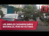 Más de 50 árboles caídos en la CDMX por fuertes vientos