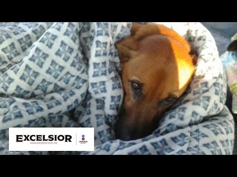 La brillante solución para ayudar a los perros de la calle a no pasar frío WB