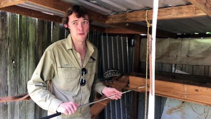 Python Caught in Chicken Coop