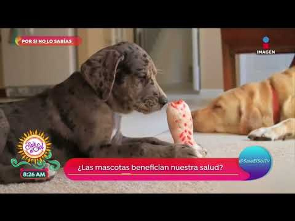 Por si no lo sabías: ¡Tener mascotas tiene beneficios para la salud! | Sale el Sol