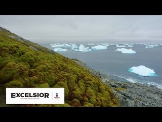 La Antártida se está volviendo verde por el cambio climático WB