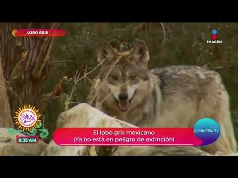 ¡El lobo gris mexicano ya no está en peligro de extinción! | Sale el Sol