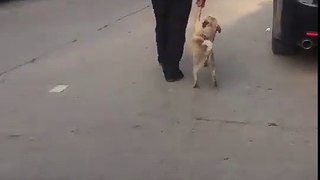 OMG! The way to walk with the dog! :V :V :V Source: Tiktok