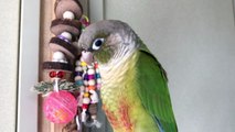 インコ喜ぶバナナの日！