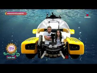 Conciencia animal: ¡los animales más inteligentes del mar! | Sale el Sol