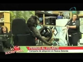 La Sobremesa. Una compañía de caridad en Nueva Zelanda enseña a conducir a tres perros