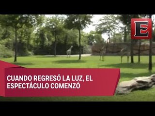 Jirafas del Zoológico corrieron en círculos durante el eclipse