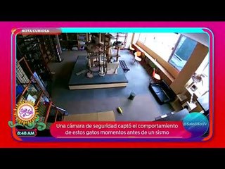 Los animales ¿presienten los temblores? | Sale el Sol