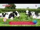 Por si no lo sabías: ¡curiosidades de las vacas! | Sale el Sol