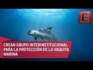 Forman grupo interinstitucional para proteger a la vaquita marina
