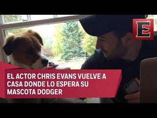 El Capitán América y el tierno reencuentro con su perro
